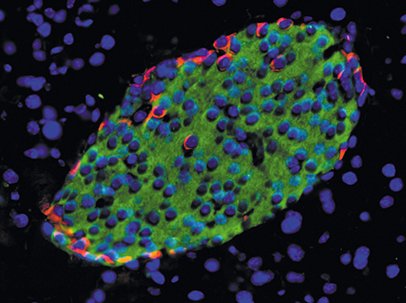 Cellules du pancréas endocrine de souris produisant de l’insuline (en vert) et du glucagon (en rouge). © Inserm/Annicotte, Jean-Sébastien