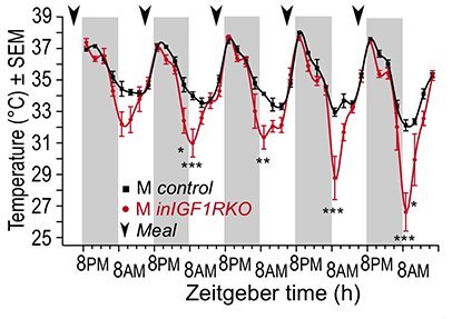 La mutation du récepteur IGF neuronal change la température corporelle au cours du rythme circadien