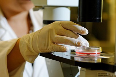 Laboratoire de culture cellulaire, observation de cellules souches embryonnaires humaines au microscope