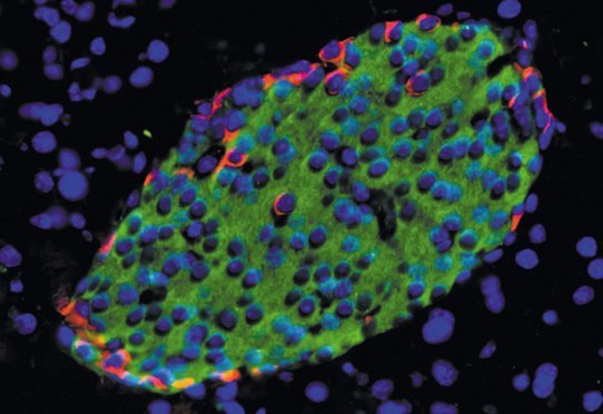 Cellules du pancréas endocrine de souris produisant de l’insuline (en vert) et du glucagon (en rouge). L’ADN des cellules est marqué en bleu.