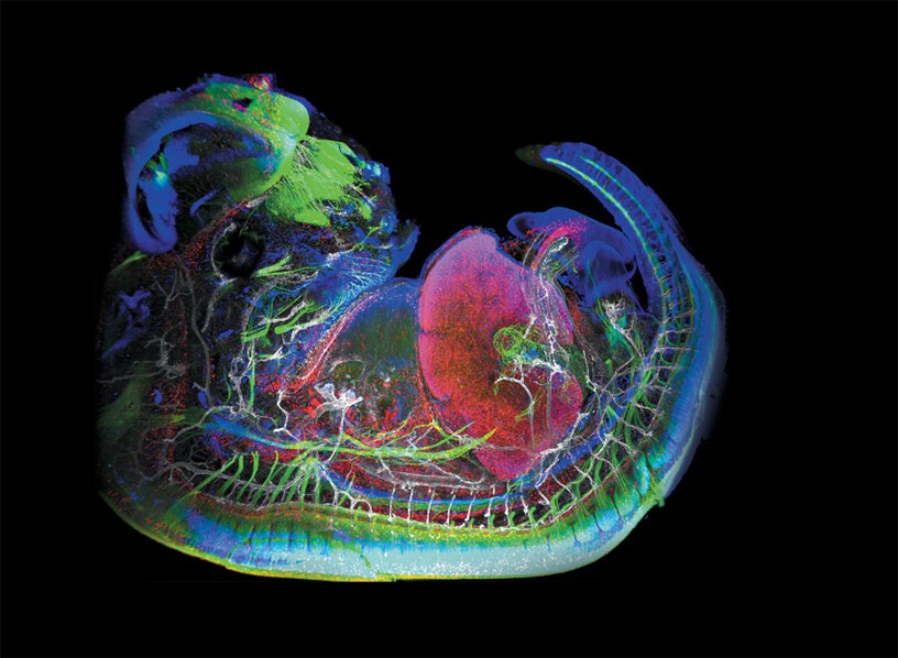 Embryon de souris © CIML/Van de Pavert, Serge 