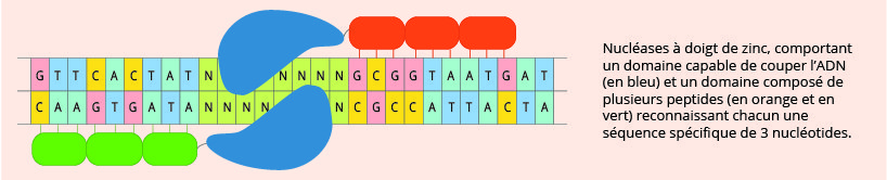 Nucléases à doigt de zinc, comportant un domaine capable de couper l’ADN (en bleu) et un domaine composé de plusieurs peptides (en jaune et orange) reconnaissant chacun une séquence spécifique de 3 nucléotides. 