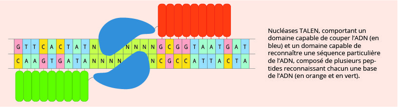 Nucléases TALEN, comportant un domaine capable de couper l’ADN (en bleu) et un domaine capable de reconnaître une séquence particulière de l’ADN, composé de plusieurs peptides reconnaissant chacun une base de l’ADN (en jaune et orange).