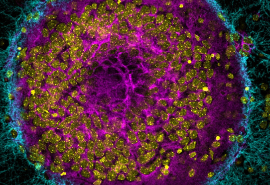 Neurones d’un hippocampe de souris observés en microscopie confocale à fluorescence et reconstruit en 2D. Crédits : Inserm/CNRS/IGMM/Loustalot,Fabien/Kremer,Eric
