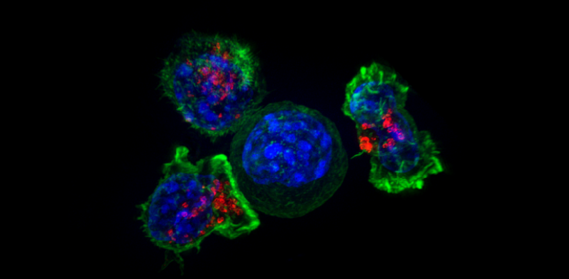 Un groupe de lymphocytes T tueurs entourant une cellule cancéreuse.