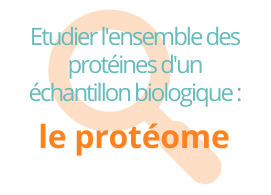 Etidier l'ensemble des protéines d'un échantillon biologique : le protéome