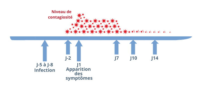 Chronologie de l’infection par le SARS-CoV-2 et de sa contagiosité