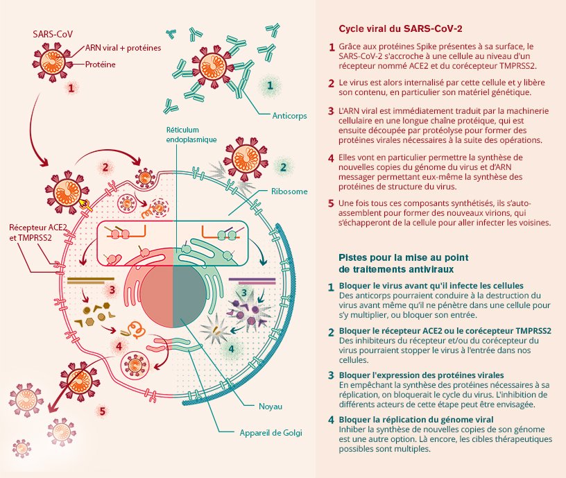 Cycle virale du SARS-CoV-2 et cibles thérapeutiques à l'étude