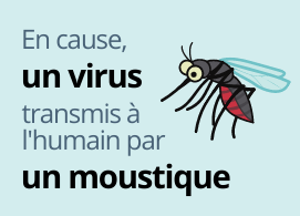 En cause, un virus transmis à l'humain par un moustique