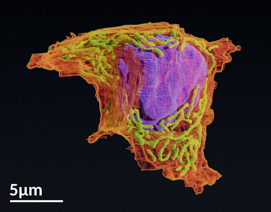 Une cellule de cancer du foie en 3D