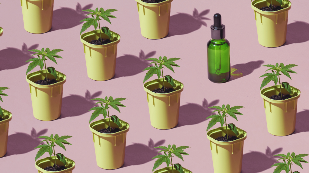 Image décorative avec des petits plans de cannabis et une fiole d'huile de cannabis