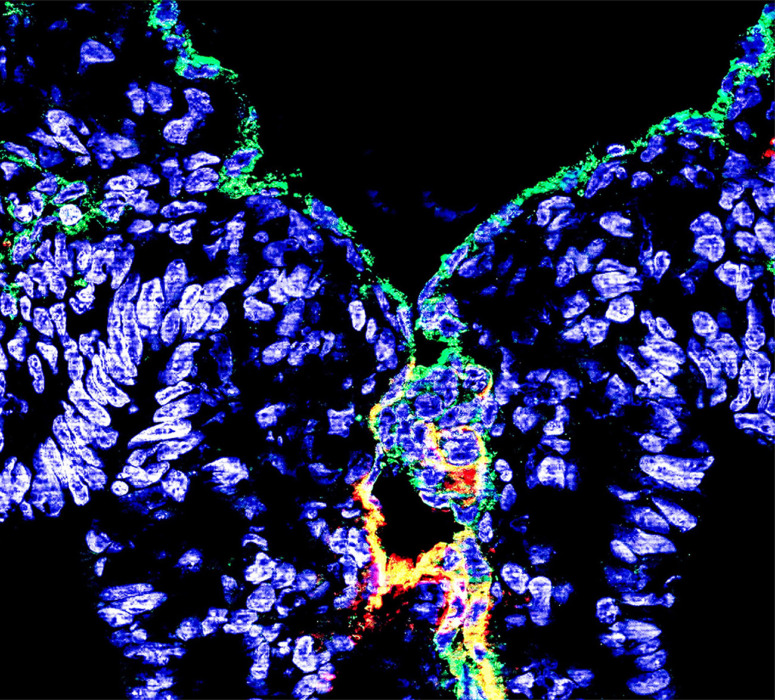 Image de microscopie montrant l'émergence de cellules endothéliales hémogéniques marquées par CD32 dans l’embryon humain. 