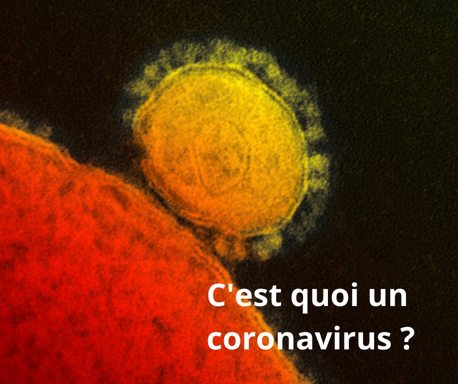 C'est quoi un coronavirus ?