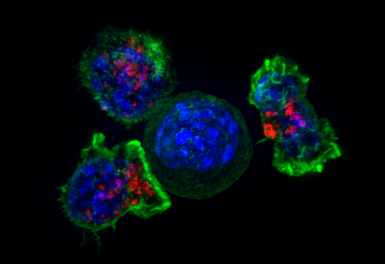 Image en super résolution d'un groupe de lymphocytes T tueurs (en vert et rouge) entourant une cellule cancéreuse (bleu, au centre). © Alex Ritter, Jennifer Lippincott Schwartz et Gillian Griffiths, National Institutes of Health.