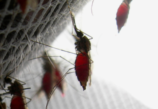 Paludisme · Inserm, La science pour la santé