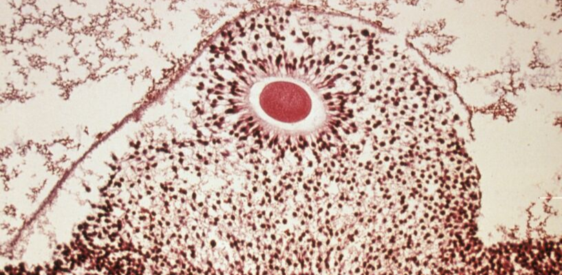 Ovocyte dans son follicule un jour avant l'ovulation