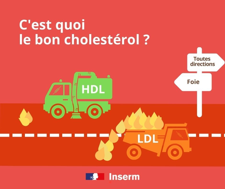 C'est quoi le bon cholesterol ? Le HDL part vers le foite. Le LDL part vers toutes directions.