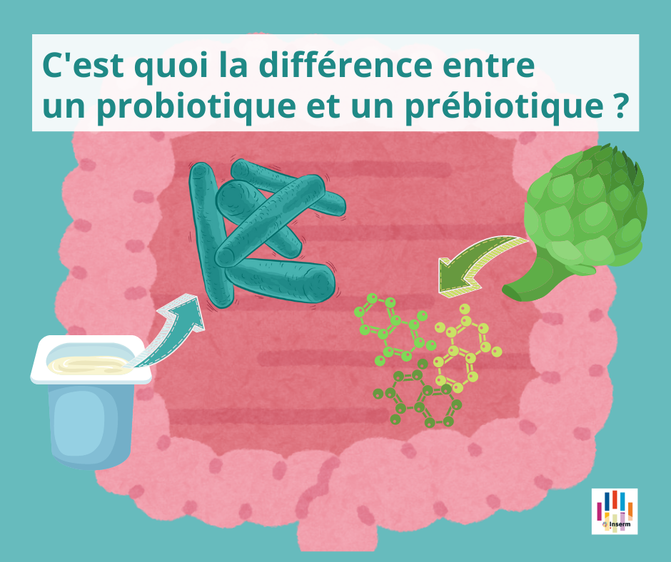 C'est quoi la différence entre un probiotique et un prébiotique ?