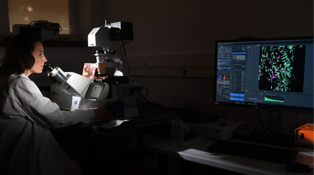 Réjane Rua observe les cellules de méninges de souris en microscopie confocale