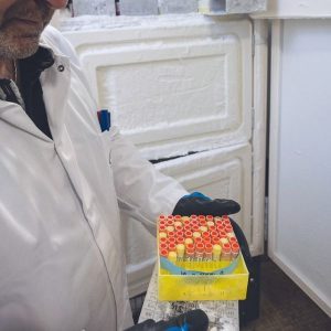 Un chercheur devant un congélateur ouvert tient une boite pleine de petits tubes.