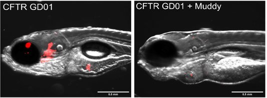 Embryons de poisson-zèbre présentant un défaut d'expression du gène CFTR infecté par la bactérie M. abscessus GD01 (en rouge). A gauche embryon non traité.  A droite embryon traité avec le phage Muddy (le rouge qui correspond à la bactérie a presque disparu).