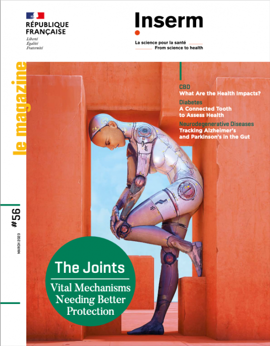Inserm, le magazine no. 56In the April 2023 issue, discover our special feature The Joints: Vital Mechanisms Needing Better Protection.