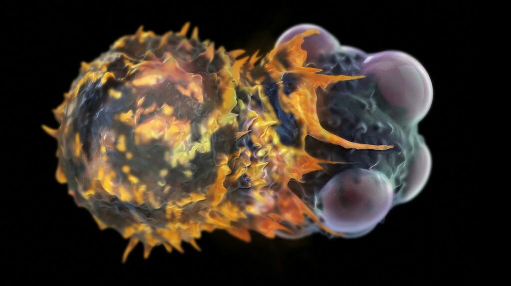 Illustration d'une cellule immunitaire cherchant à détruire une cellule tumorale.