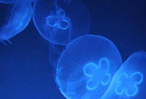 Des méduses pour capturer les nanoparticules