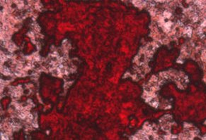 [2016-02-12] INFRv4_cellules souches, rythme circadien_IAU.jpg