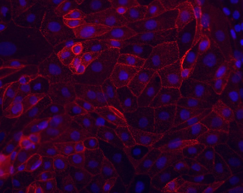 Différenciation de cellules souches embryonnaires humaines en progéniteurs hépatiques © Inserm/Touboul, Thomas 