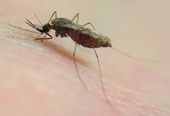 Le moustique femelle Anopheles gambiae transmet le parasite du paludisme lors d'un repas sanguin © Inserm/EMBL/Blandin, Stéphanie/Panagiotidis, Christine