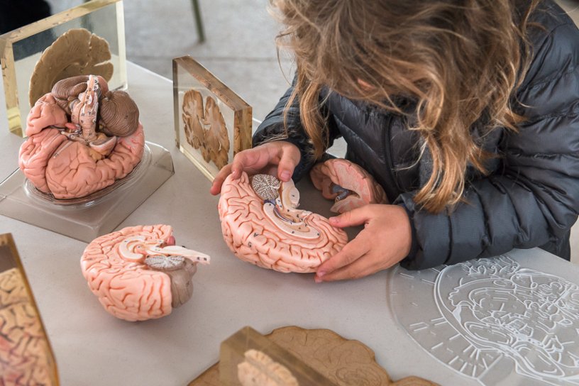 Une jeune fille manipule un cerveau en plastique lors d'un atelier scientifique © Inserm/Prieto Gabriel, Eugenio