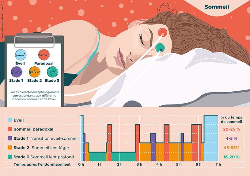Infographie illustrant les différents stades du sommeil et de l'éveil enregistrés sur un sujet, par électroencéphalogramme, pendant la nuit. 