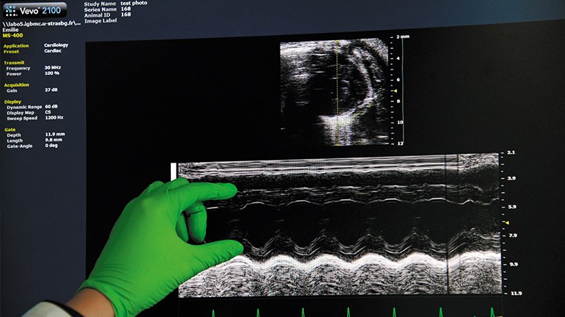 Sur l'écran, un enregistrement montre la fréquence d'une échographie cardiaque, observation d'une variation du volume cardiaque d'une souris. 