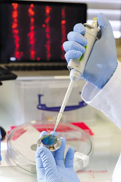 La bioencre bleue, une suspension cellulaire, est étalée sur la lame "donneuse
