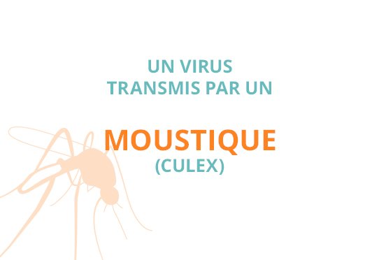 Un virus transmis par un moustique (culex)
