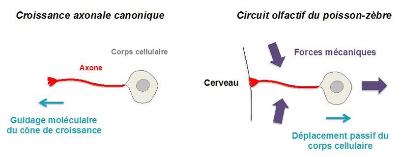 Croissance axonale canonique et circuits olfactif du poisson-zèbre © Marie Bréau