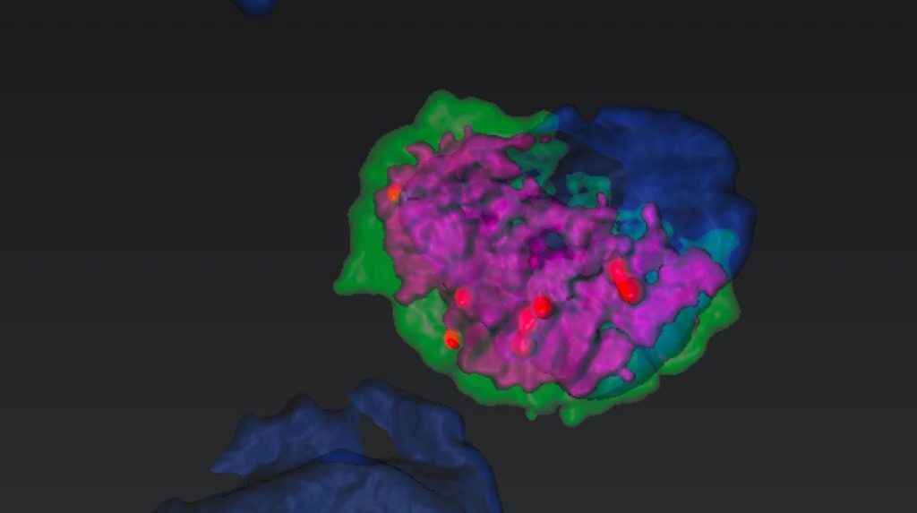 Reconstitution 3D d'un macrophage